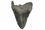 Bargain, Fossil Megalodon Tooth - South Carolina #370003-2